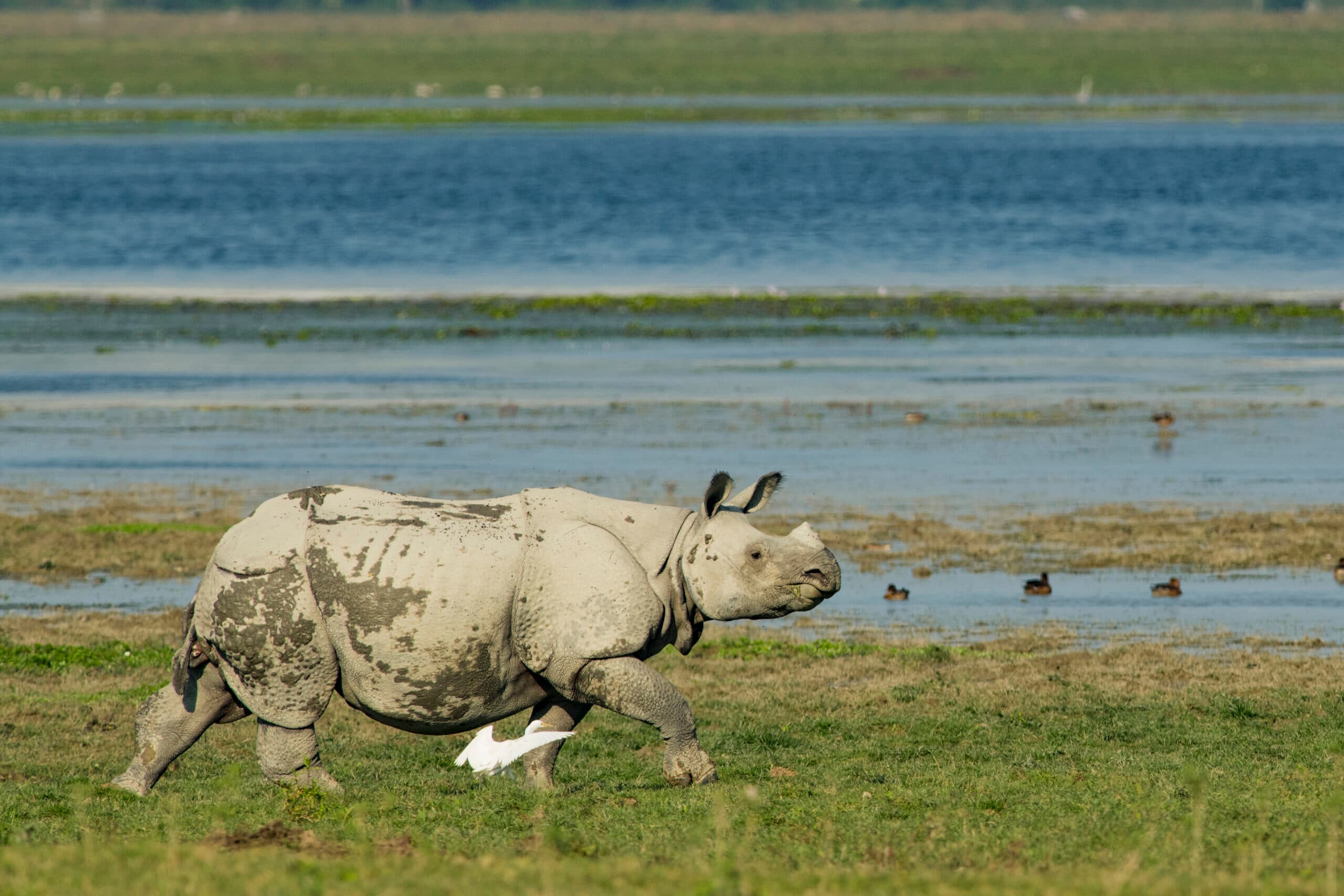 India’s Big Five Safari gallery image 2