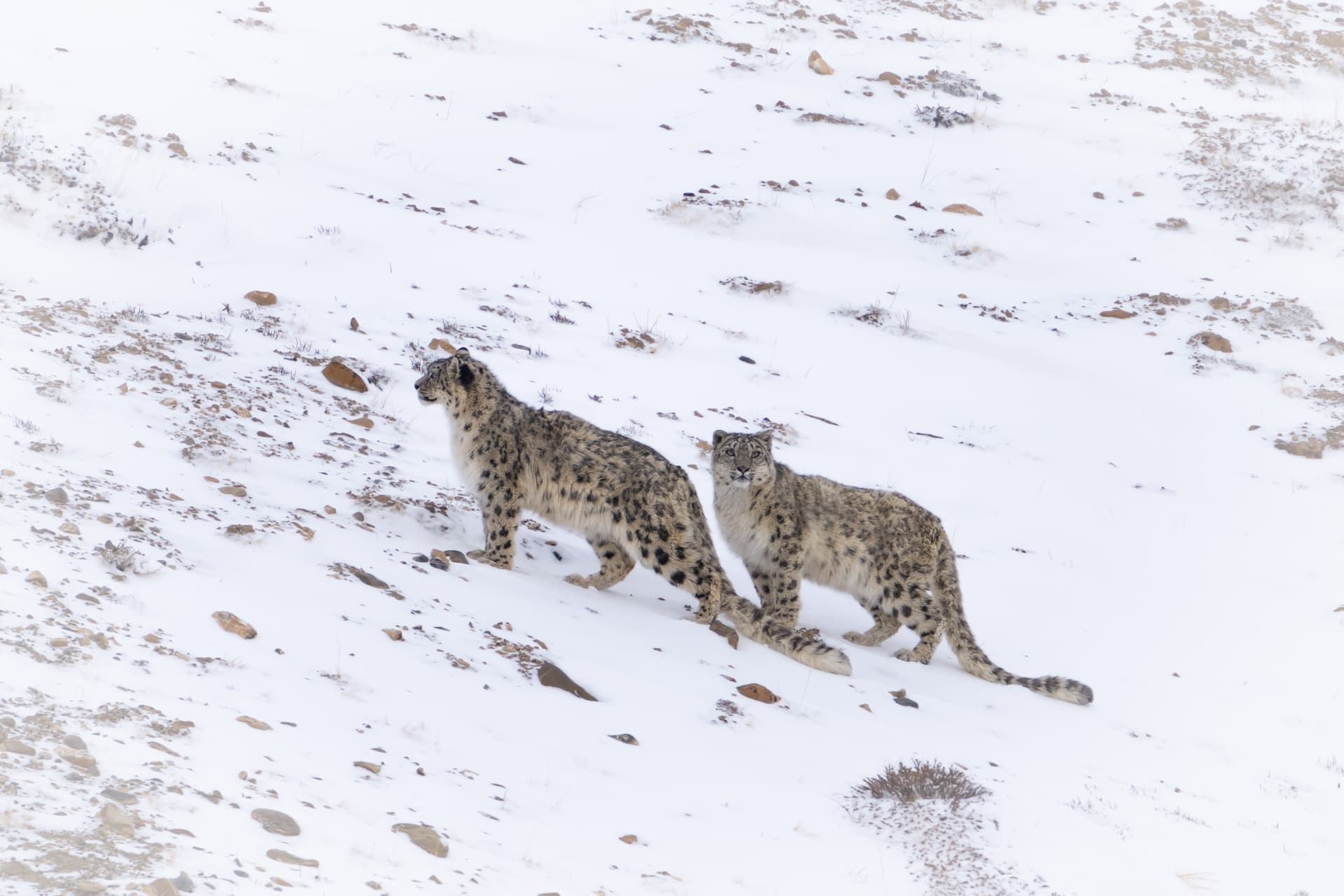 What to Pack for a Snow Leopard Safari