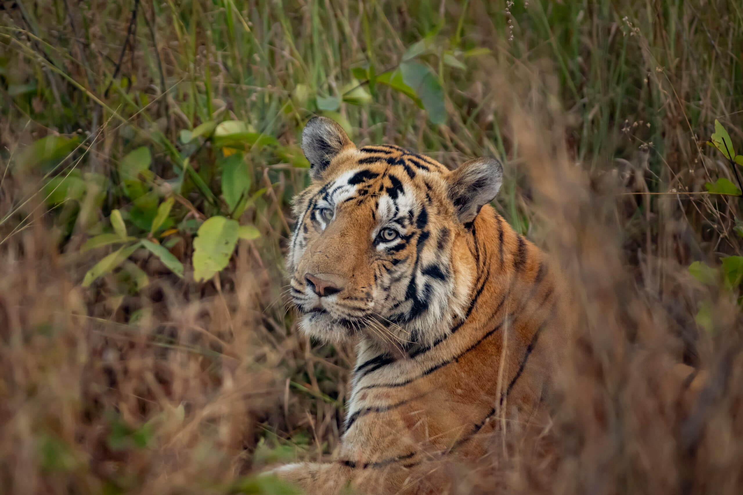 Central India’s Six-Park Safari gallery image 2