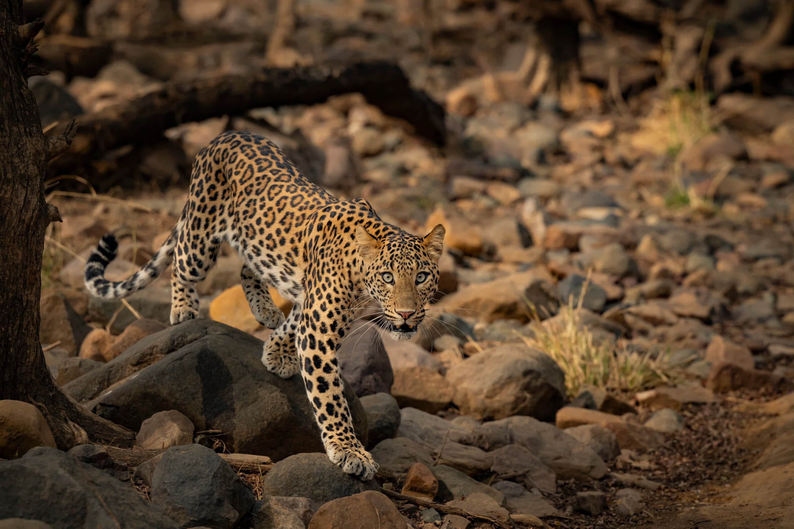 India’s Silent Sovereign: The Leopard and the Art of Living
