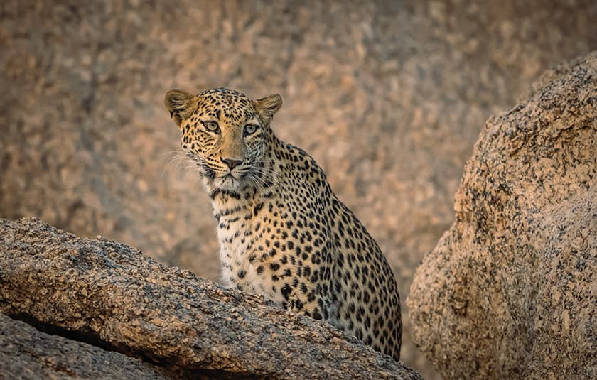 Wildlife Destinations in India That Come Alive in the Monsoon - Safari Crafters field image 1