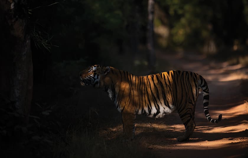 Kanha's forest and meadow habitat