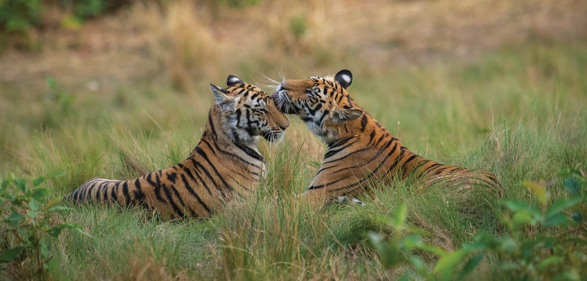 Wildlife landscape in Kanha National Park