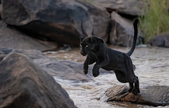 Laikipia: The Land of the Black Leopard - Safari Crafters field image 1