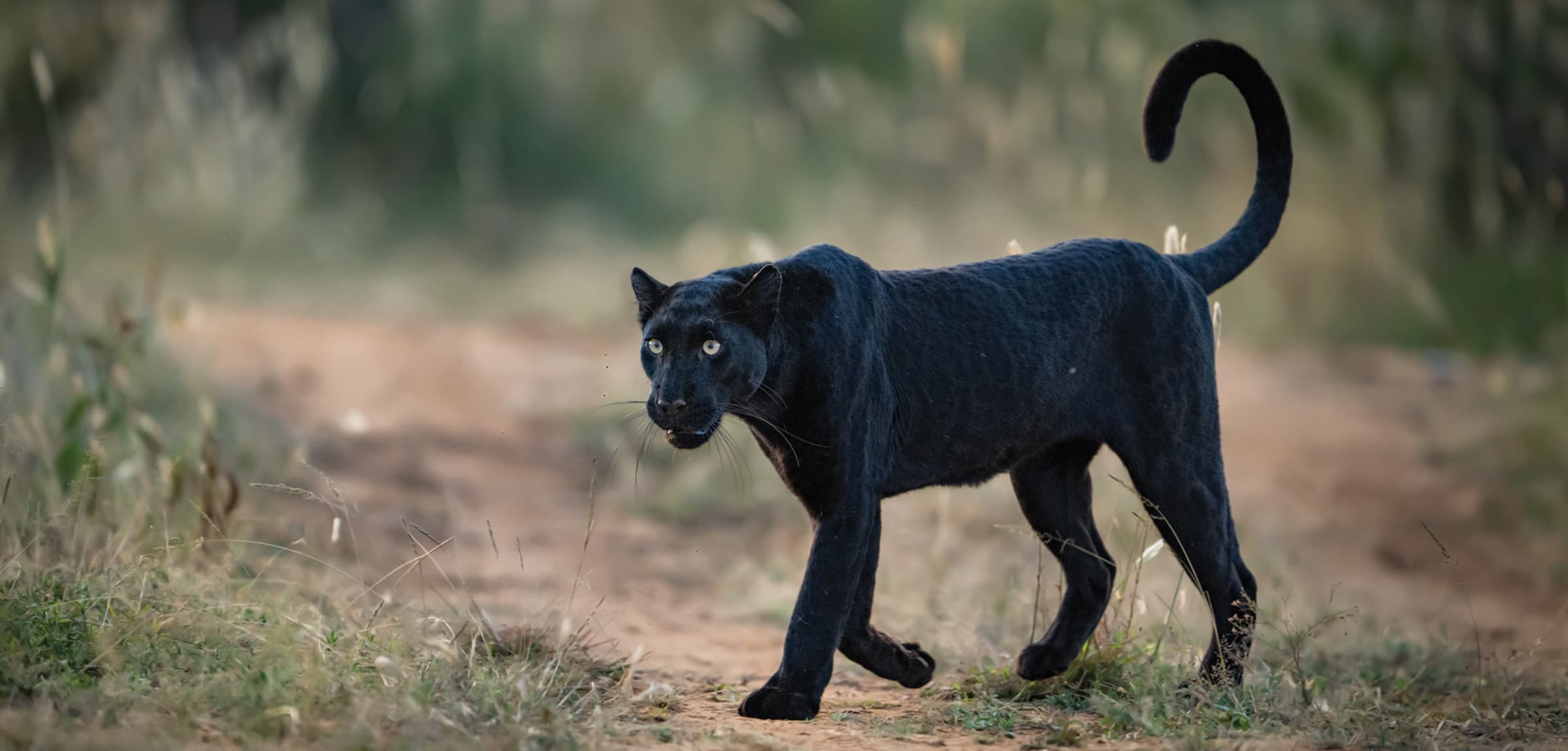 A black leopard photographed on a guided safari