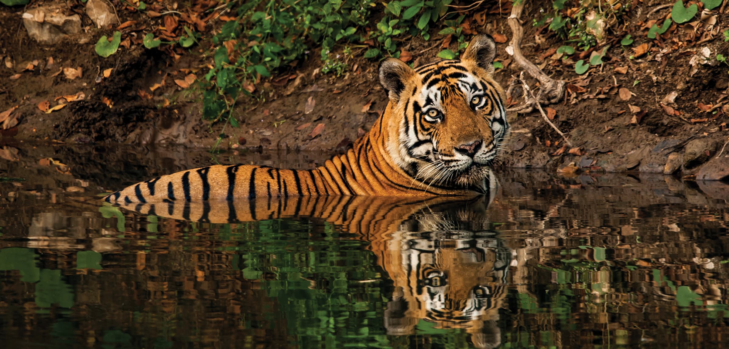 Ranthambhore