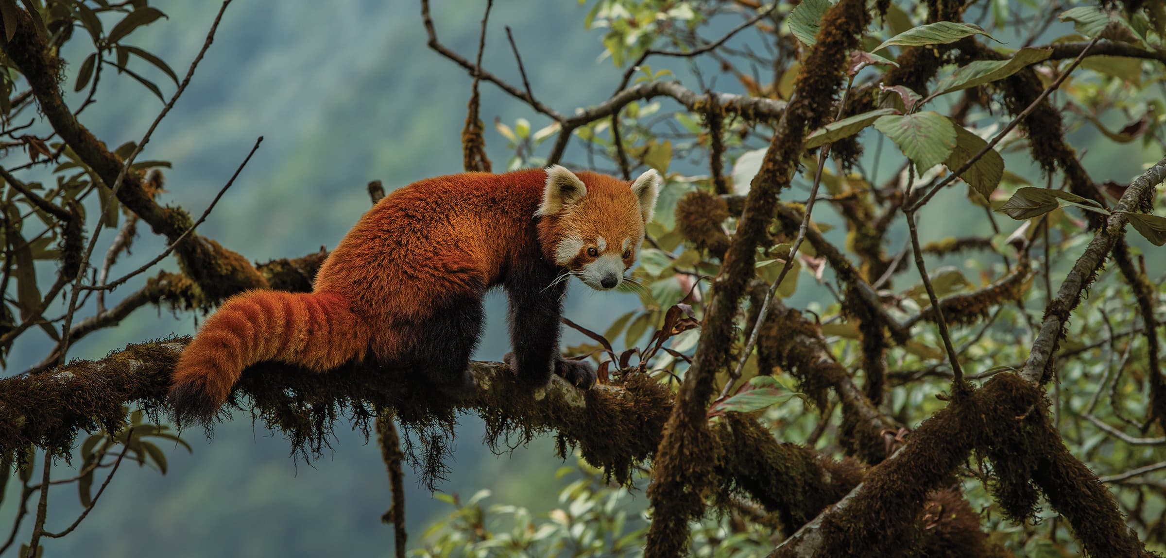 Trail of the Himalayan Firefox