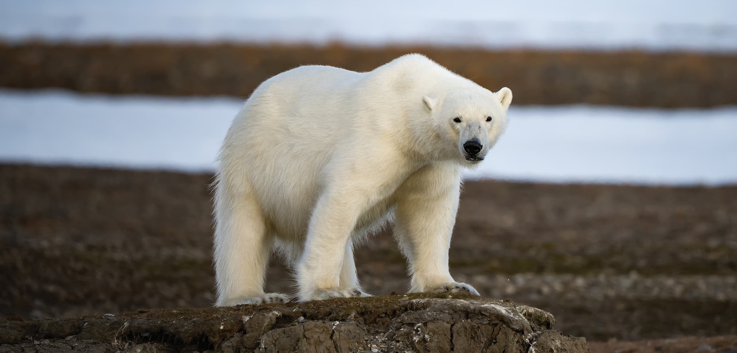 Svalbard: Where the White Breathes Blue - Safari Crafters field image 1