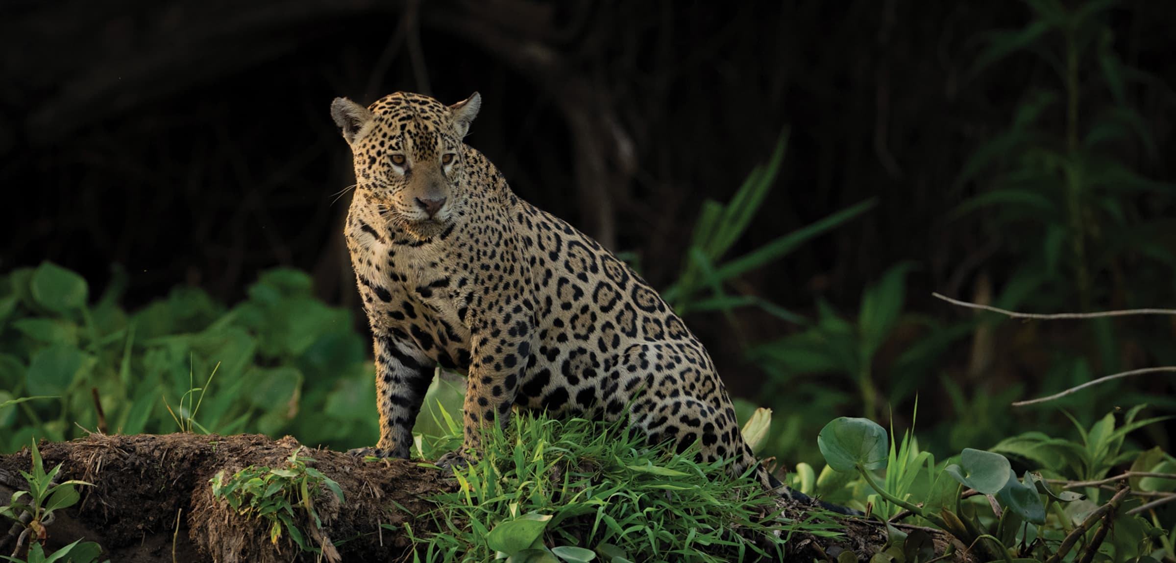 A jaguar photographed during a specialist expedition