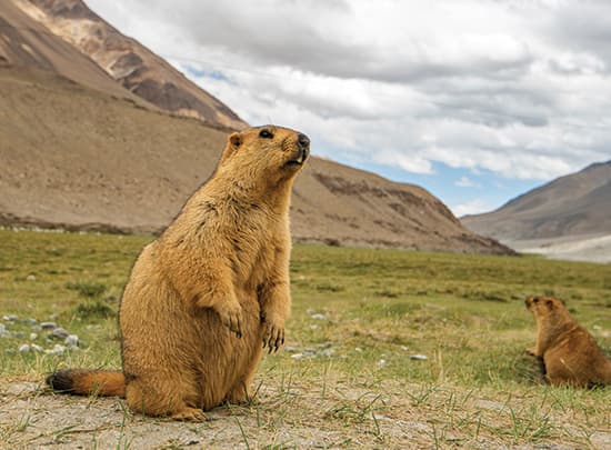 The high-altitude landscape of Ladakh