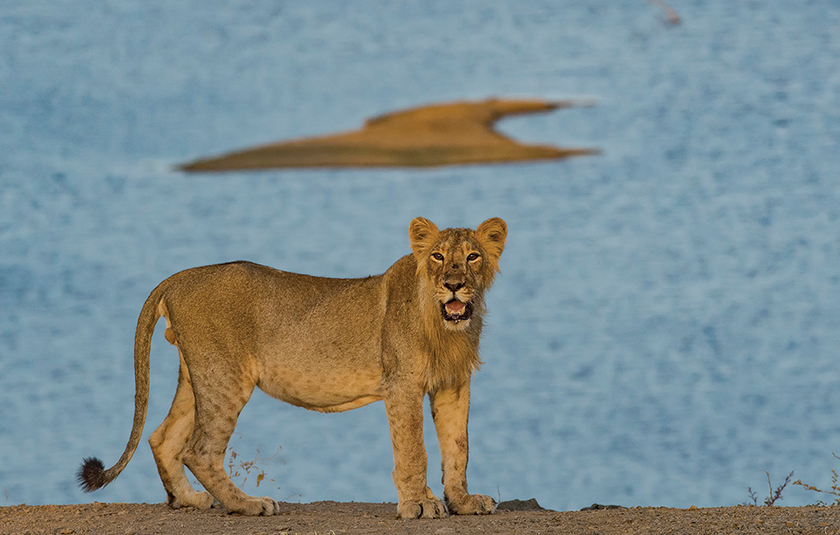 Gir gallery image 3