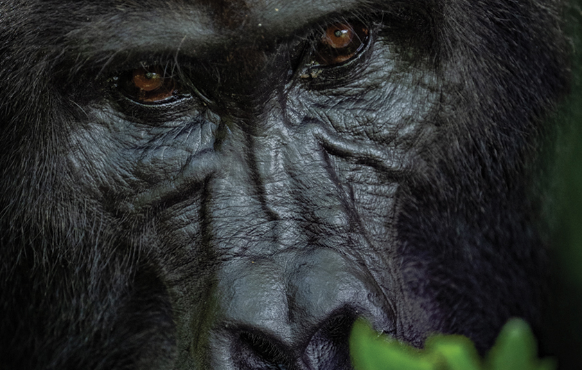 Uganda gallery image 3