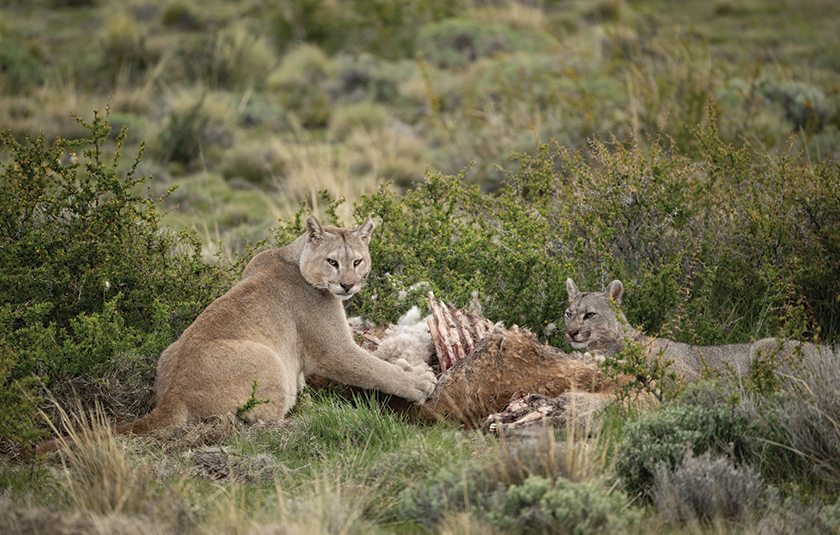 Chile gallery image 1