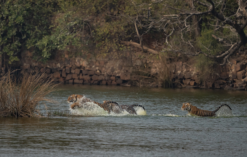 Ranthambhore gallery image 4