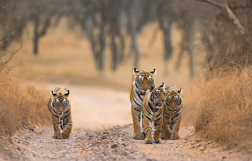 Ranthambhore gallery image 3