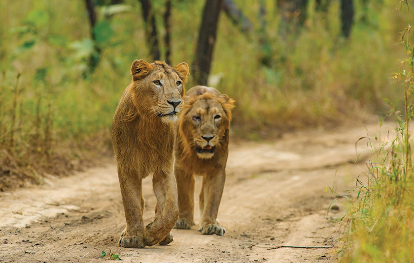 Gir gallery image 2