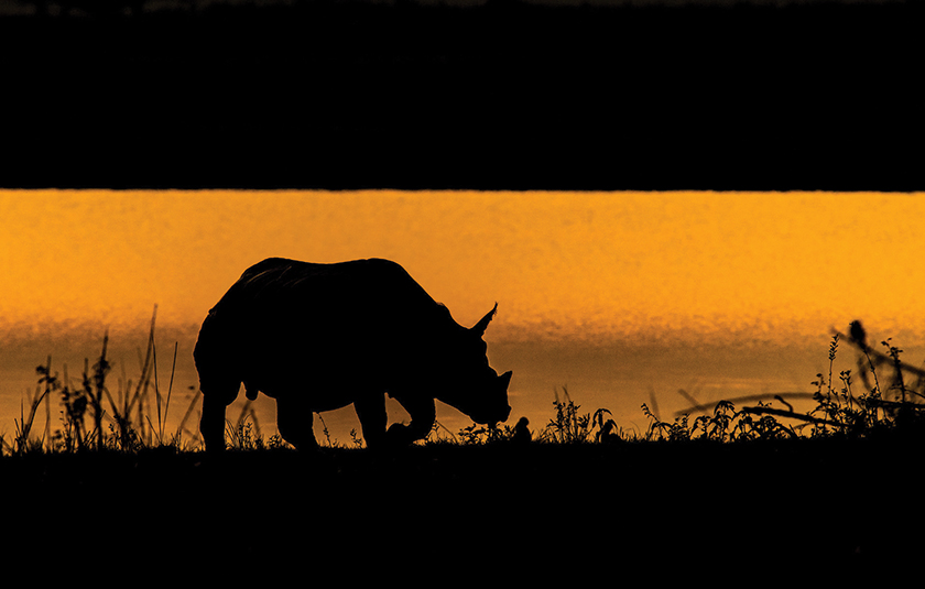 Kaziranga gallery image 4