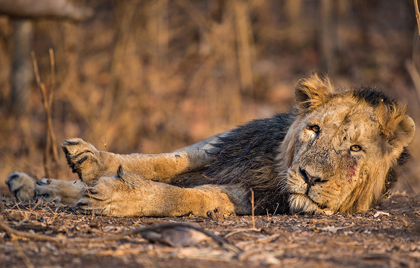 Gir gallery image 4