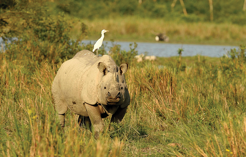 Kaziranga gallery image 2
