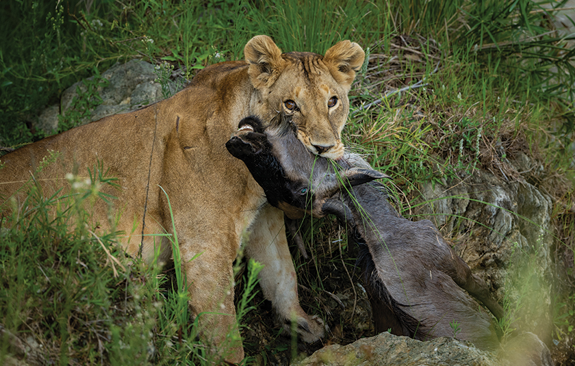 Kenya gallery image 5