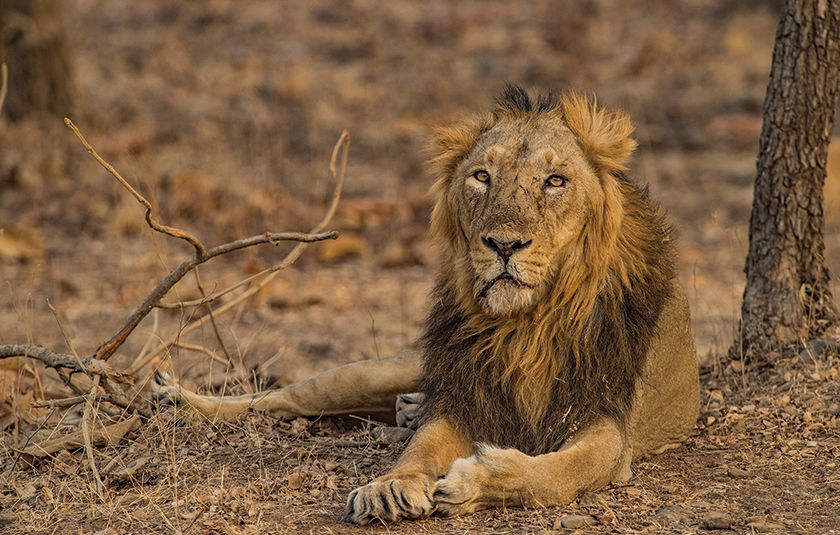 Gir gallery image 1
