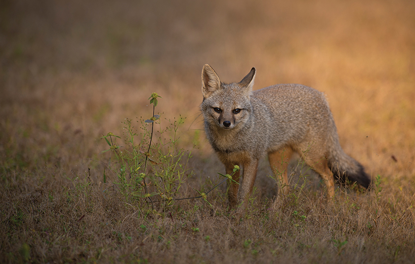 Bandhavgarh gallery image 2