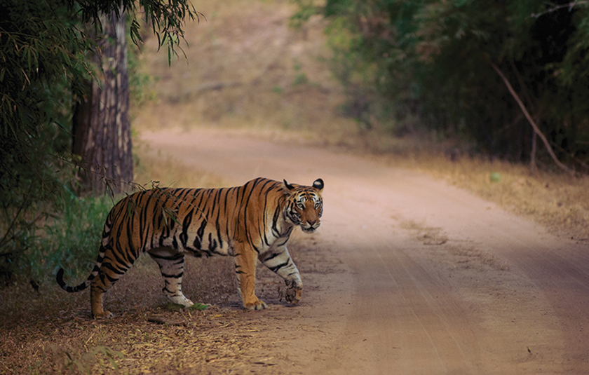 Bandhavgarh gallery image 1