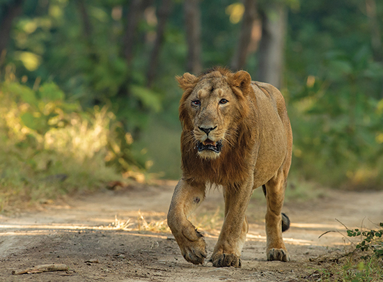 Big Cats of India gallery image 1