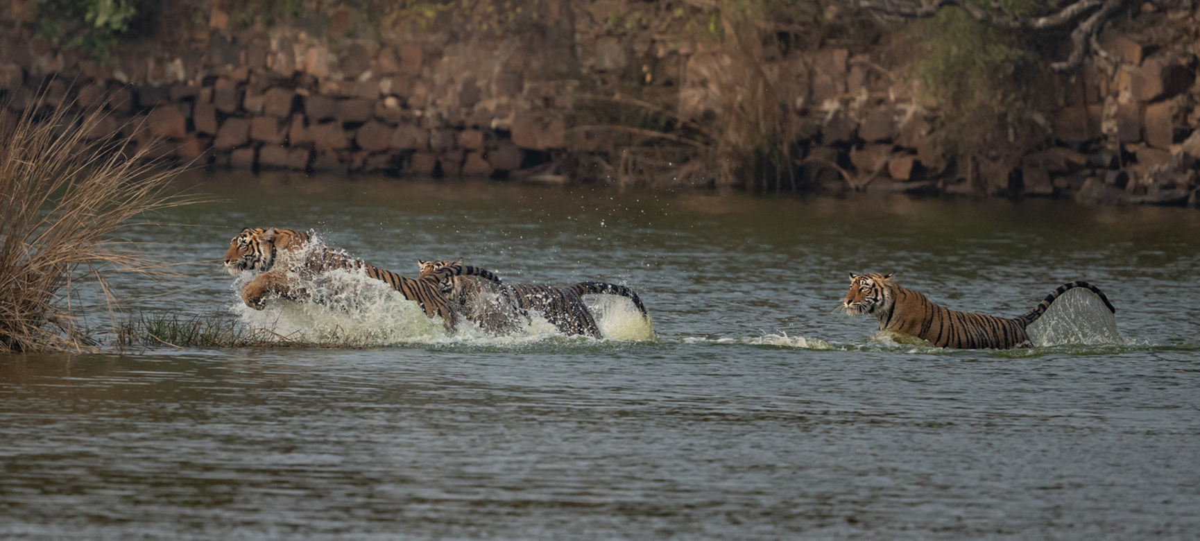 Booking Wildlife Safaris – How early is not too late? gallery image 1