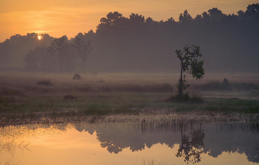 Booking Wildlife Safaris – How early is not too late? gallery image 2