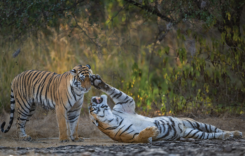 Booking Wildlife Safaris – How early is not too late? gallery image 3
