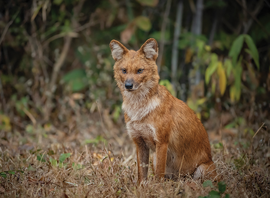 Central India’s Six-Park Safari gallery image 1