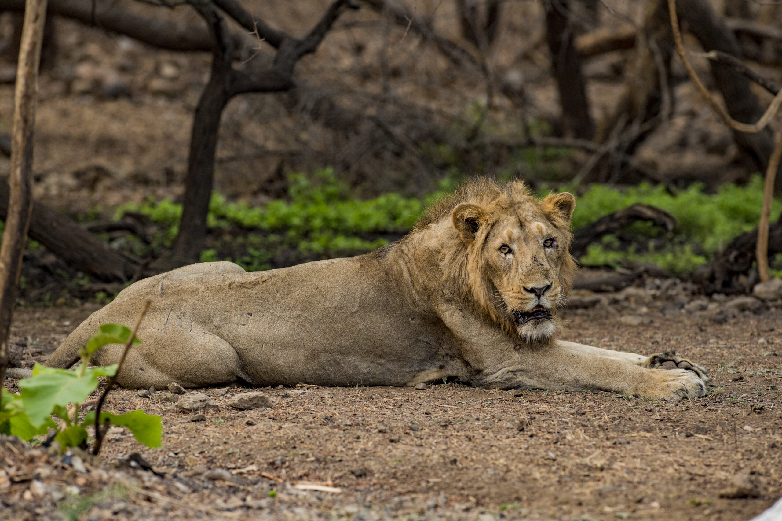 Deserts, Lions & Dunes gallery image 7