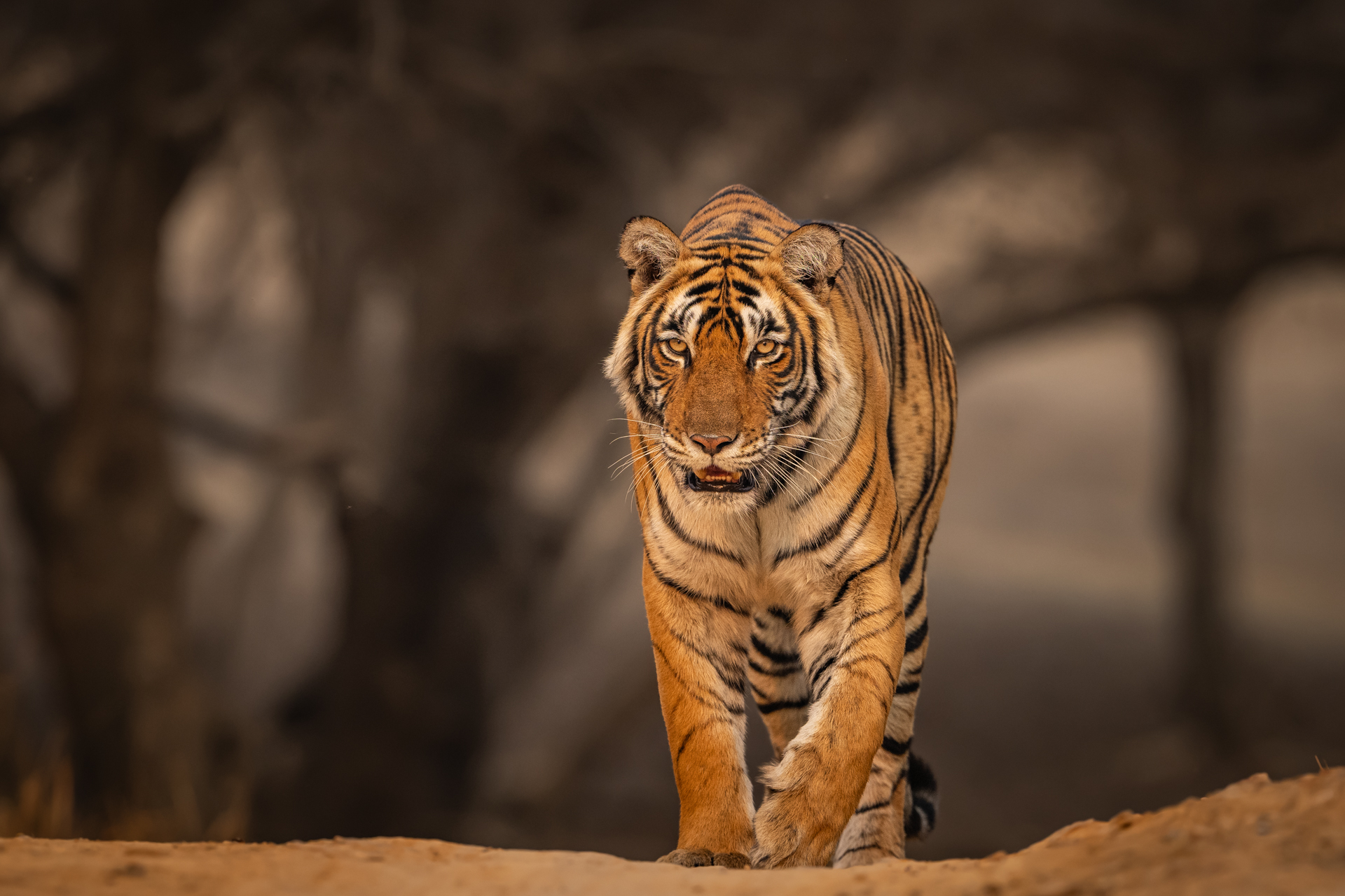 Achieving Low Angle on a Wildlife Safari gallery image 3