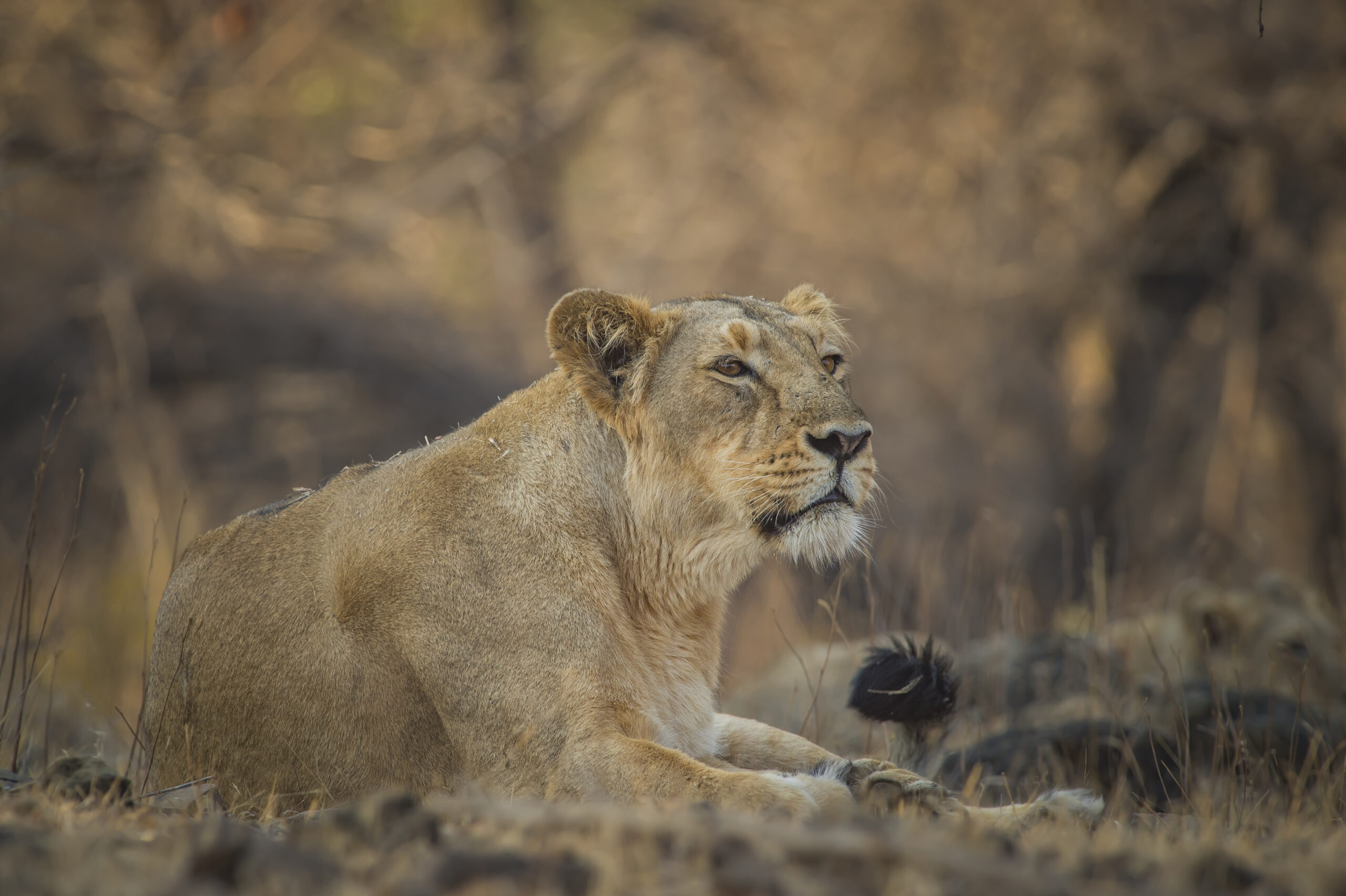 Deserts, Lions & Dunes gallery image 8