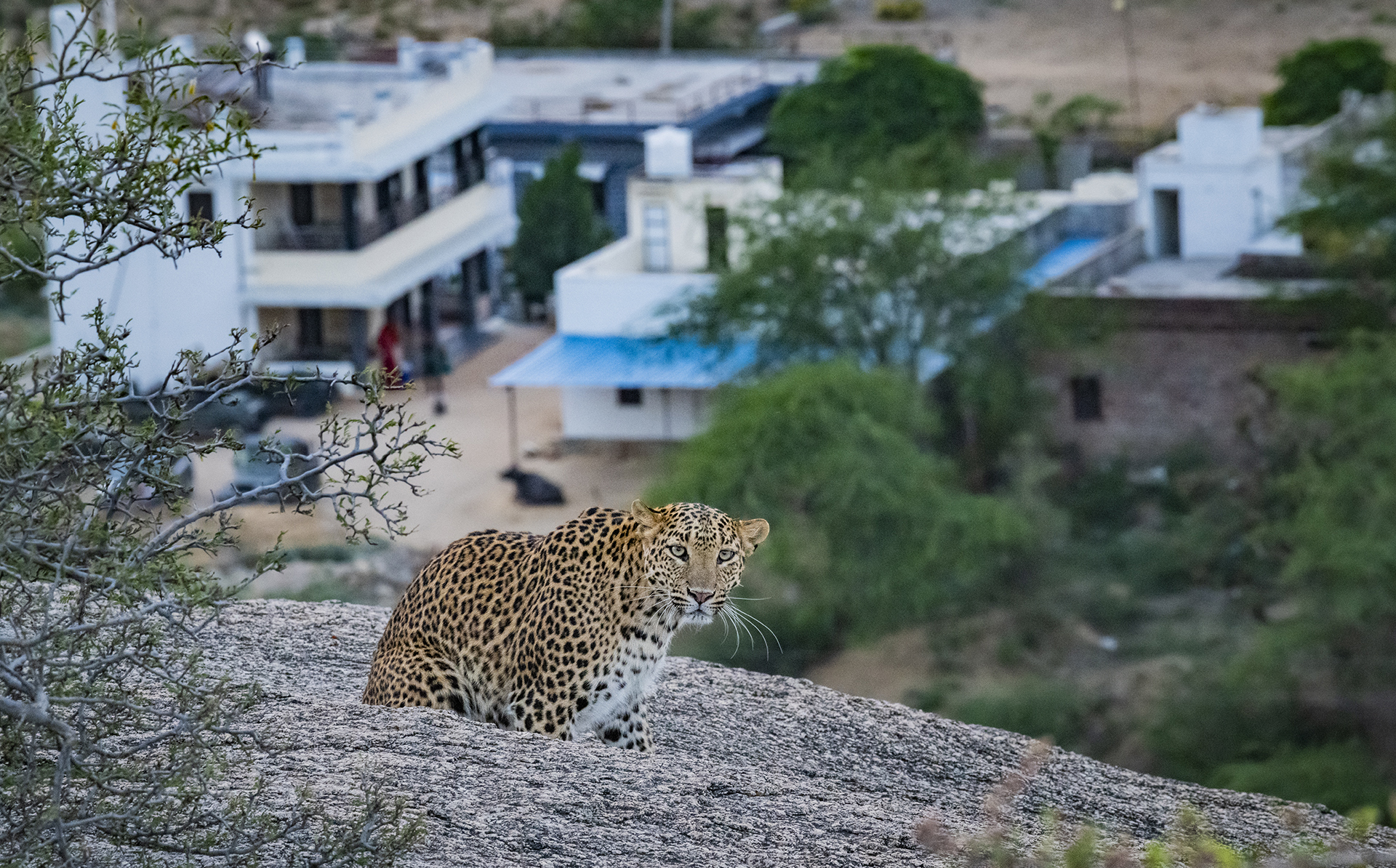 India’s Silent Sovereign: The Leopard and the Art of Living gallery image 3
