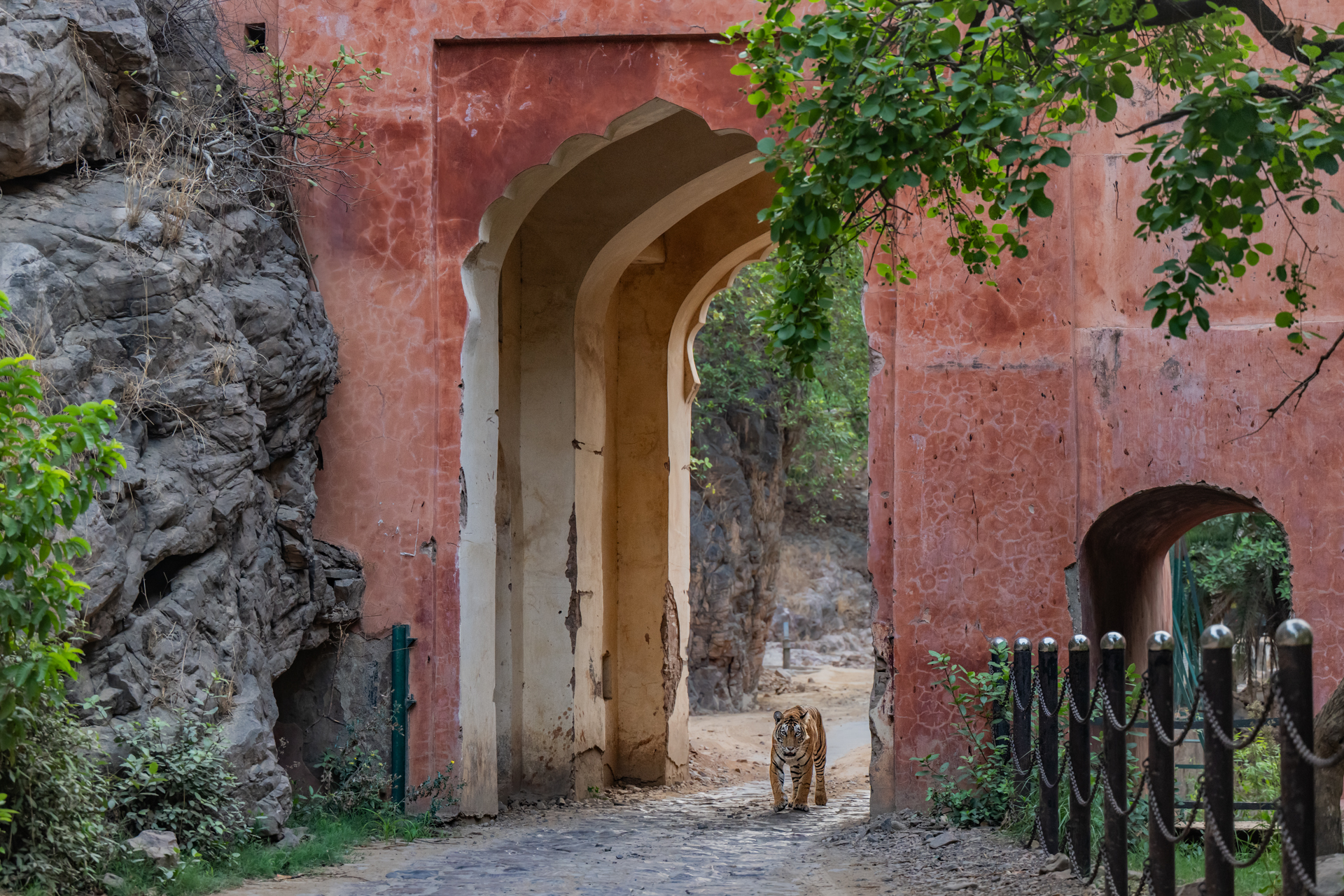Royal Rajasthan Safari gallery image 3
