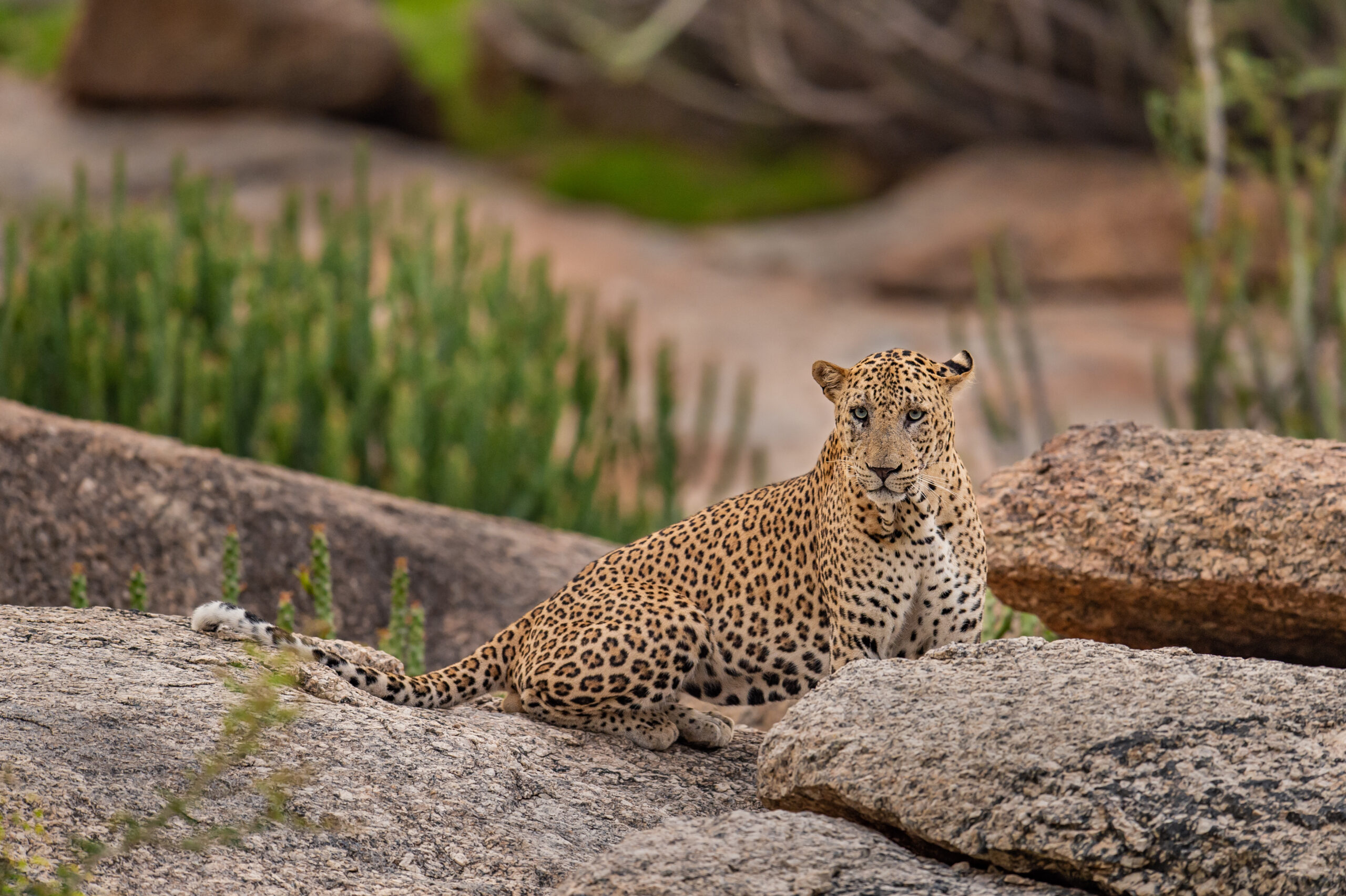 Royal Rajasthan Safari gallery image 4