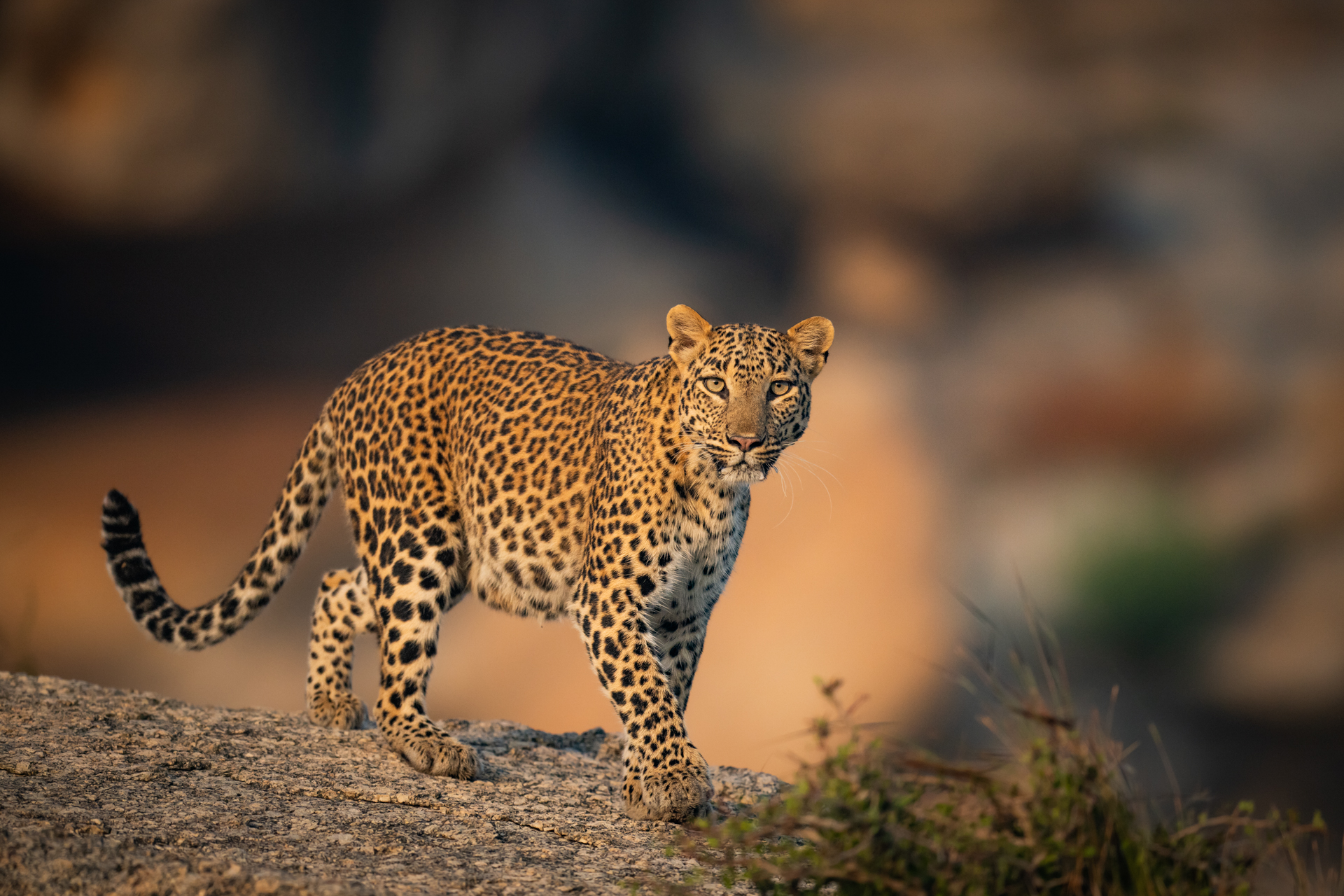 Royal Rajasthan Safari gallery image 5