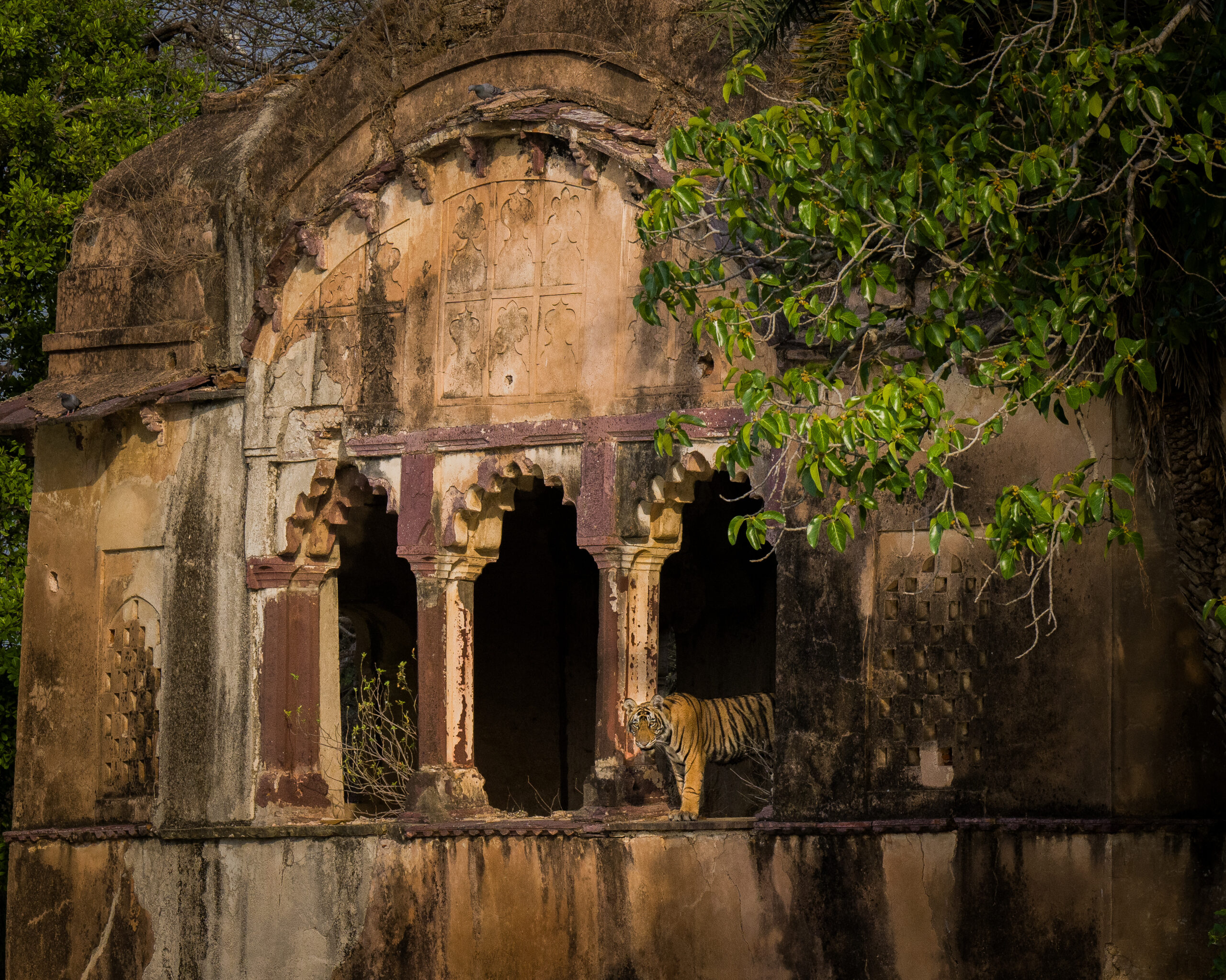 Royal Rajasthan Safari gallery image 6