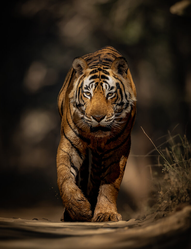 Achieving Low Angle on a Wildlife Safari gallery image 1