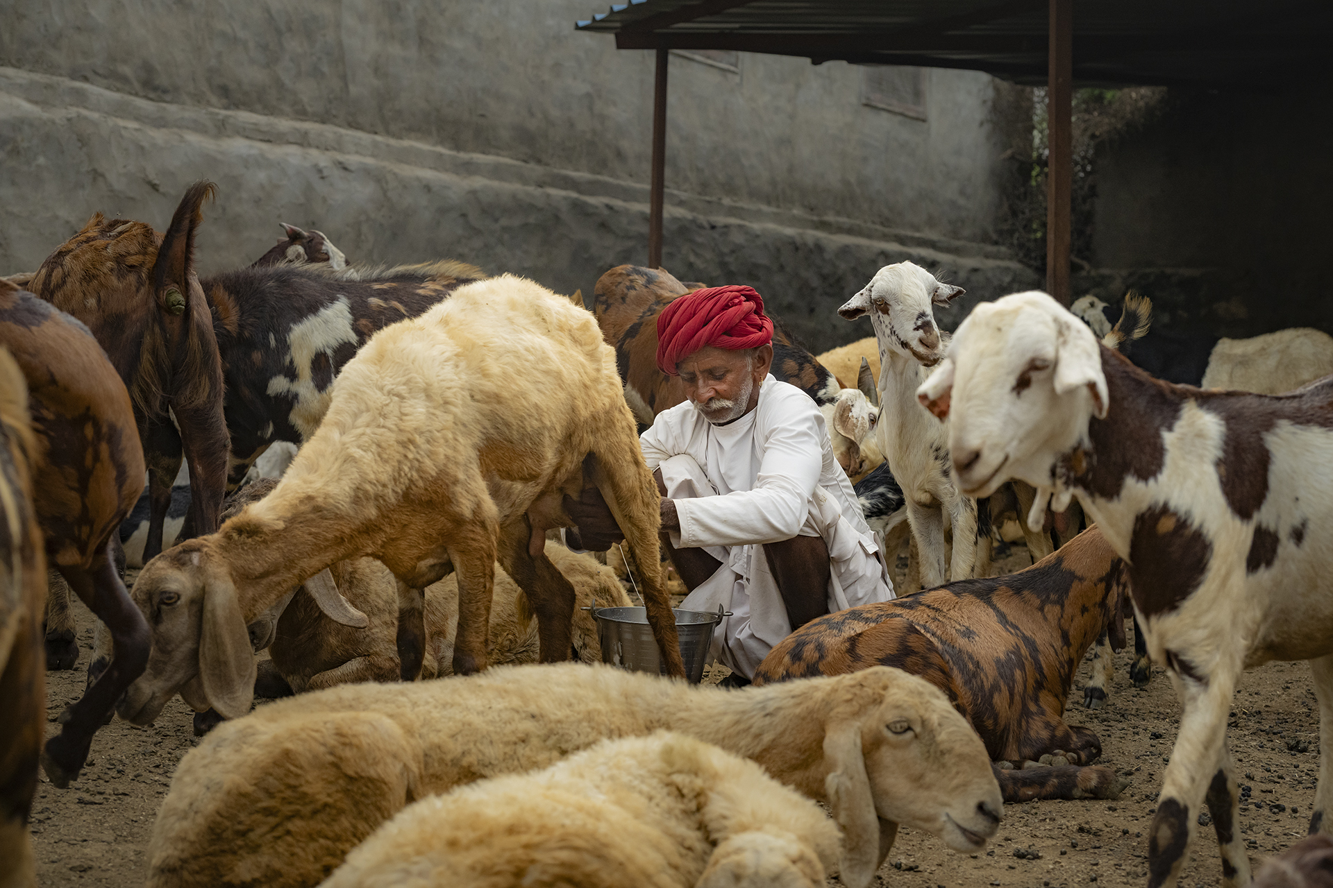 Living by Old Ways: The Rebari Reverence for Nature gallery image 4