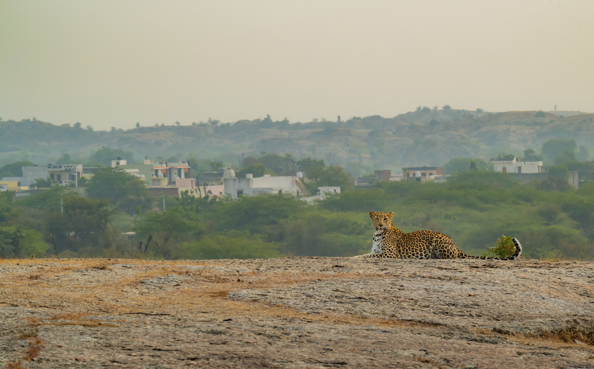 India’s Silent Sovereign: The Leopard and the Art of Living gallery image 4