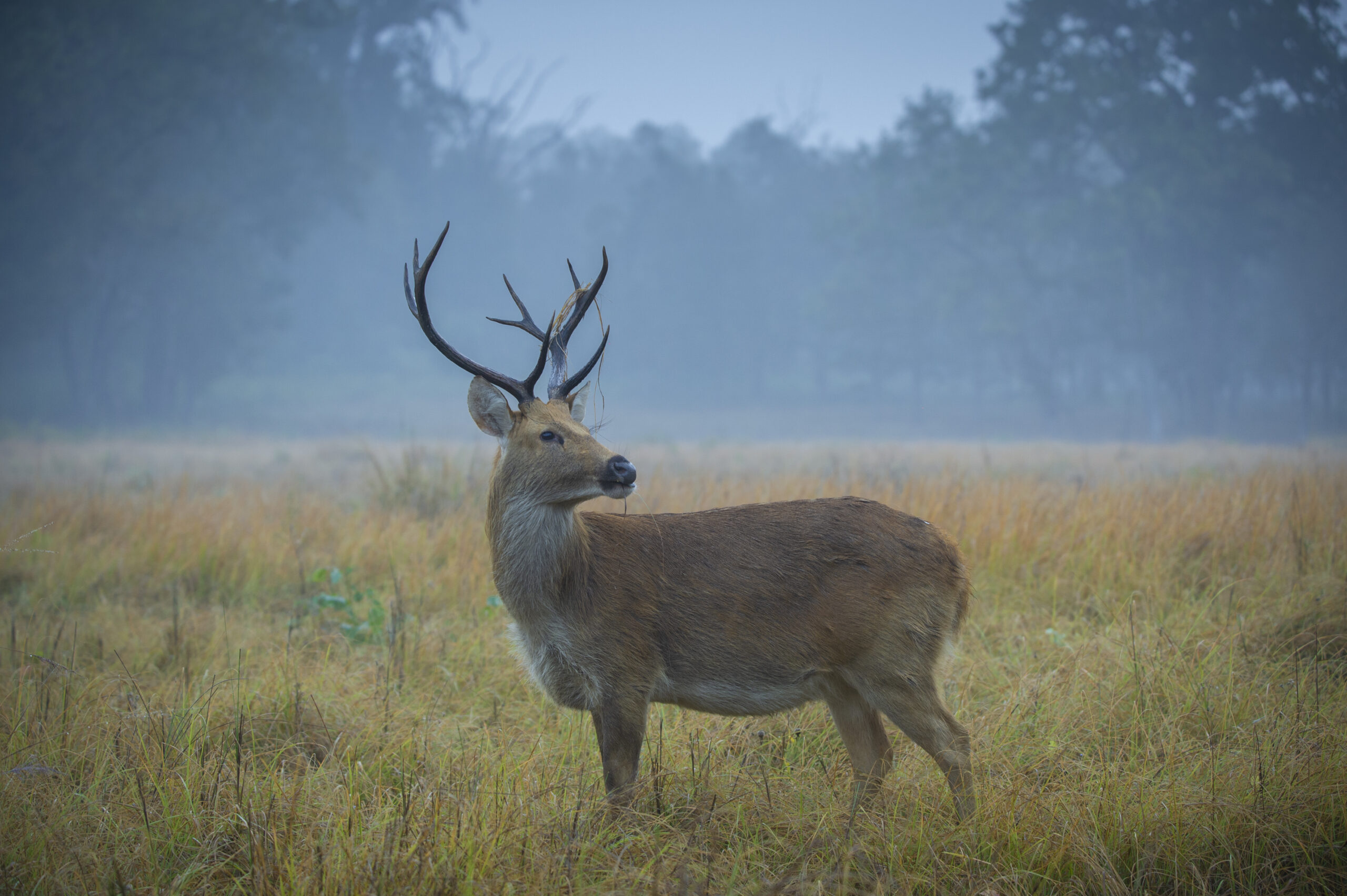 Kanha gallery image 5