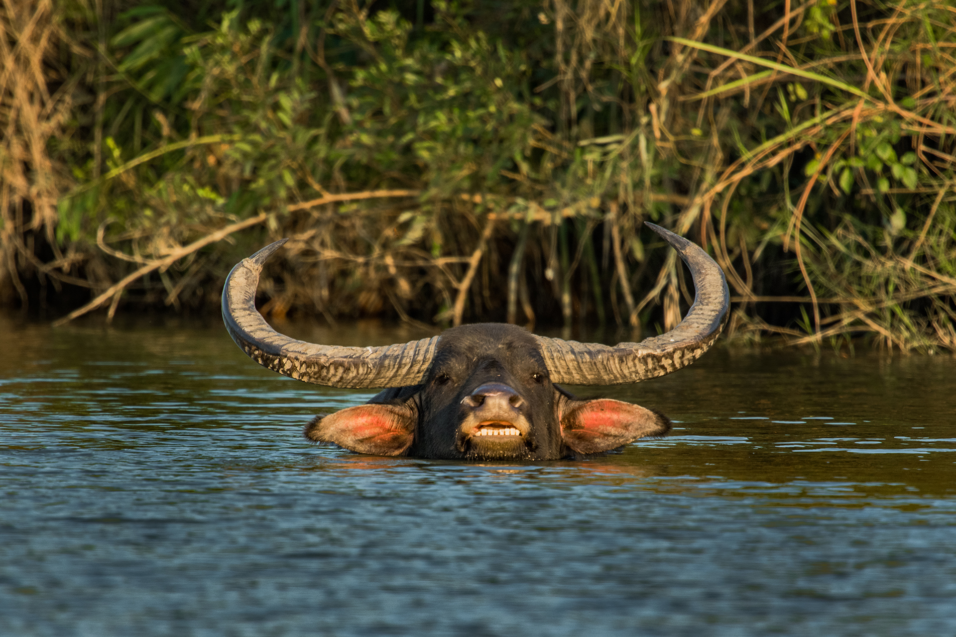 Kaziranga gallery image 5