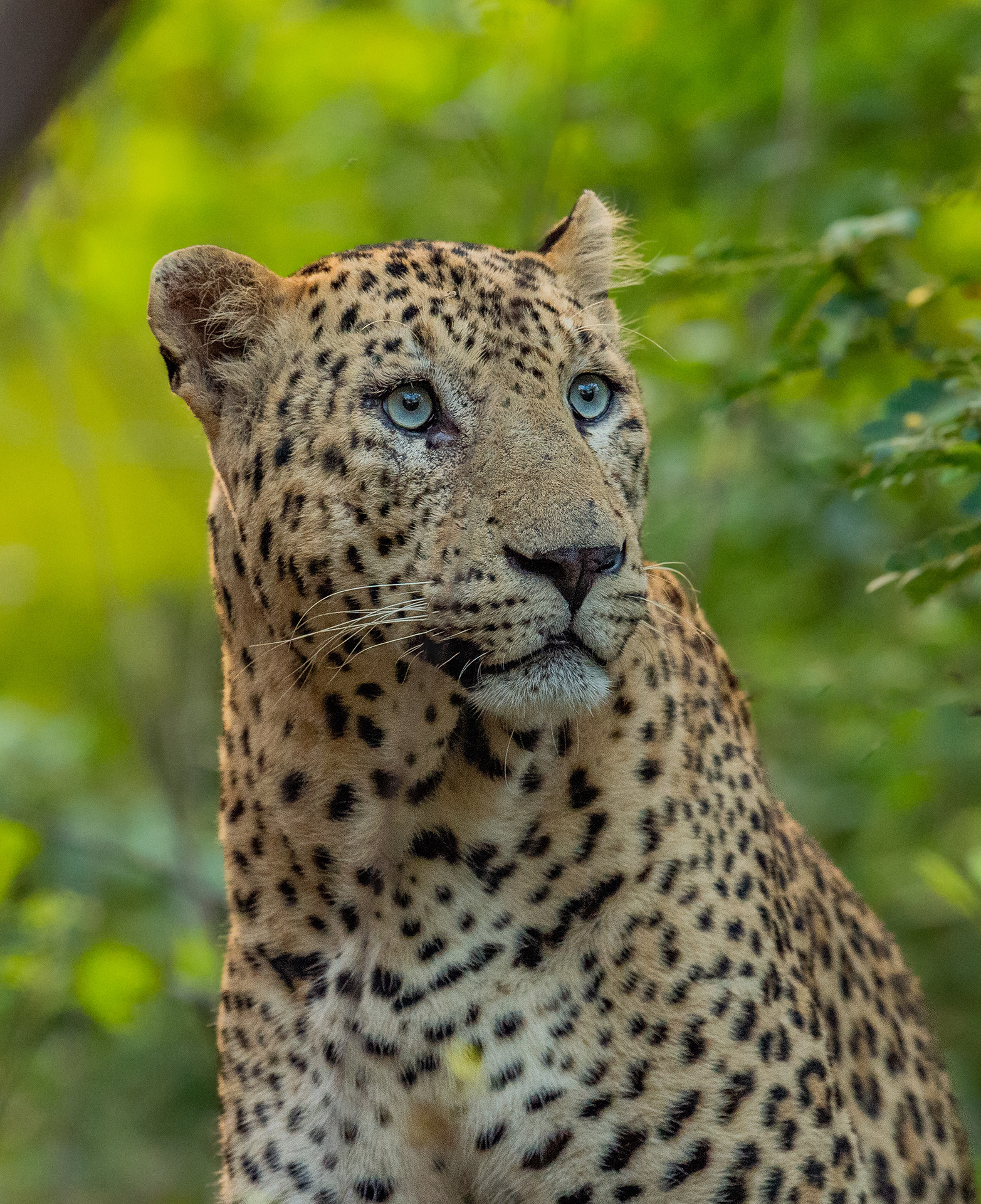 Big Cats of India gallery image 2