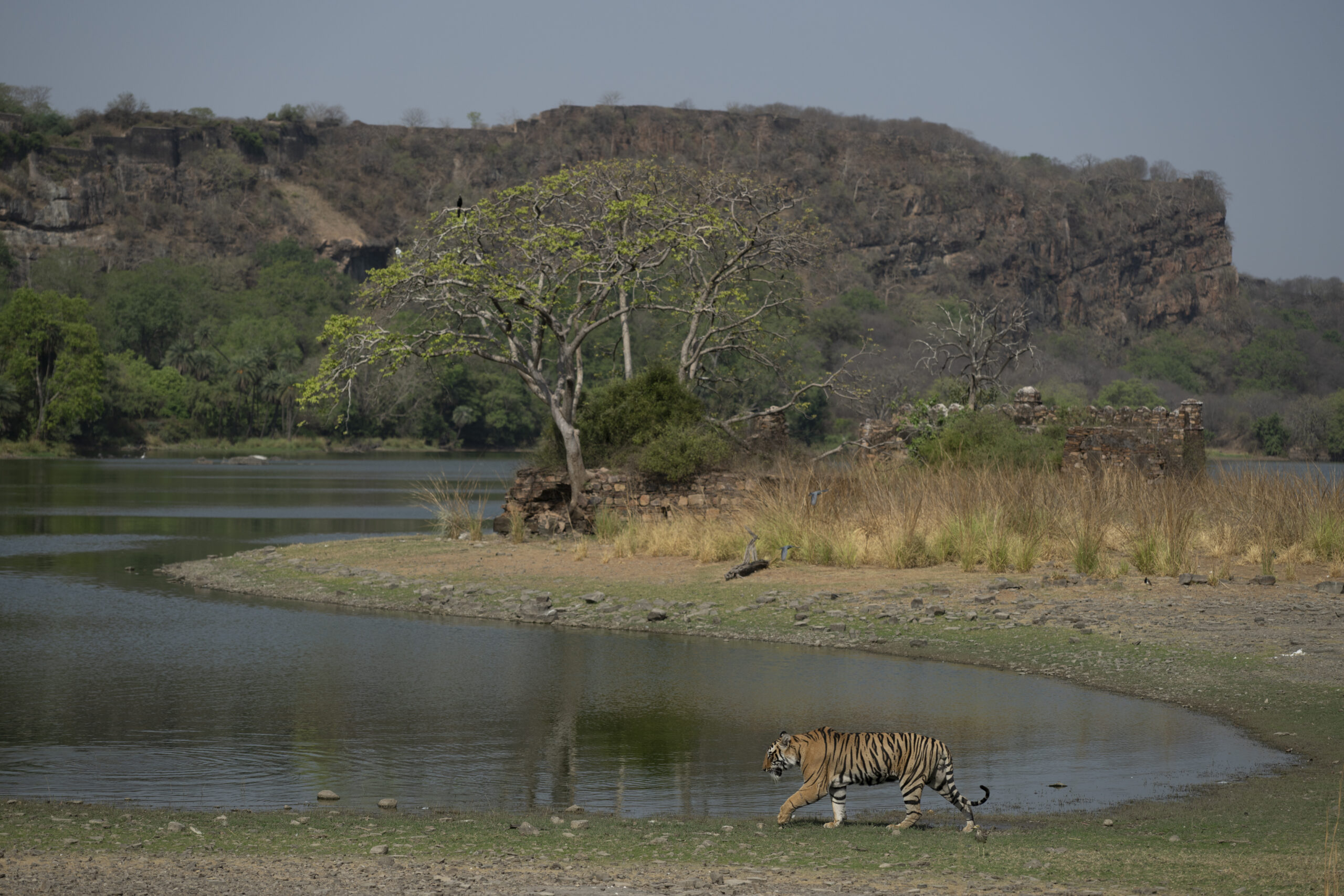 Palaces and Tigers gallery image 2
