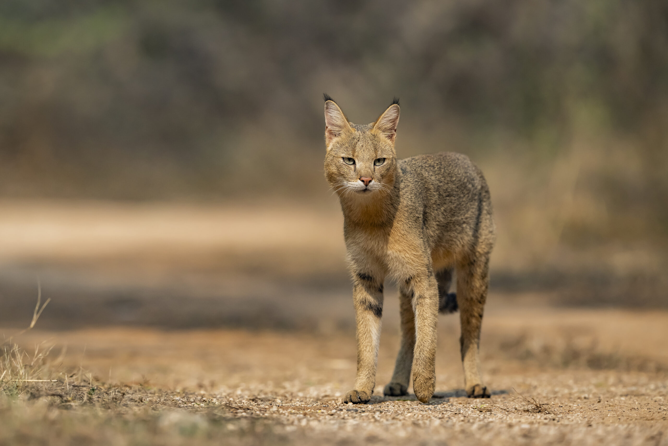 India’s Small Cats Safari gallery image 2