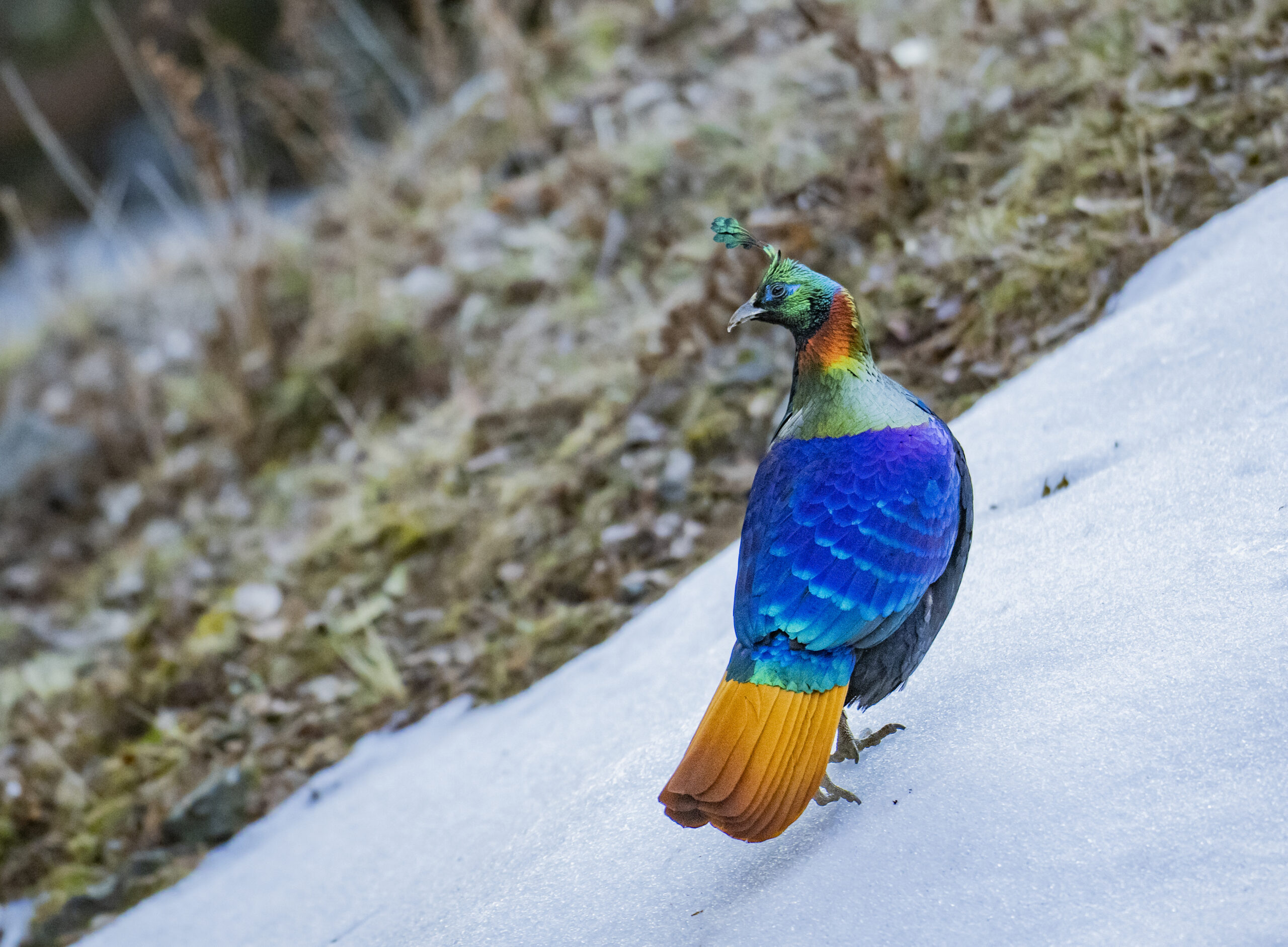 Uttarakhand Wildlife Circuit gallery image 9