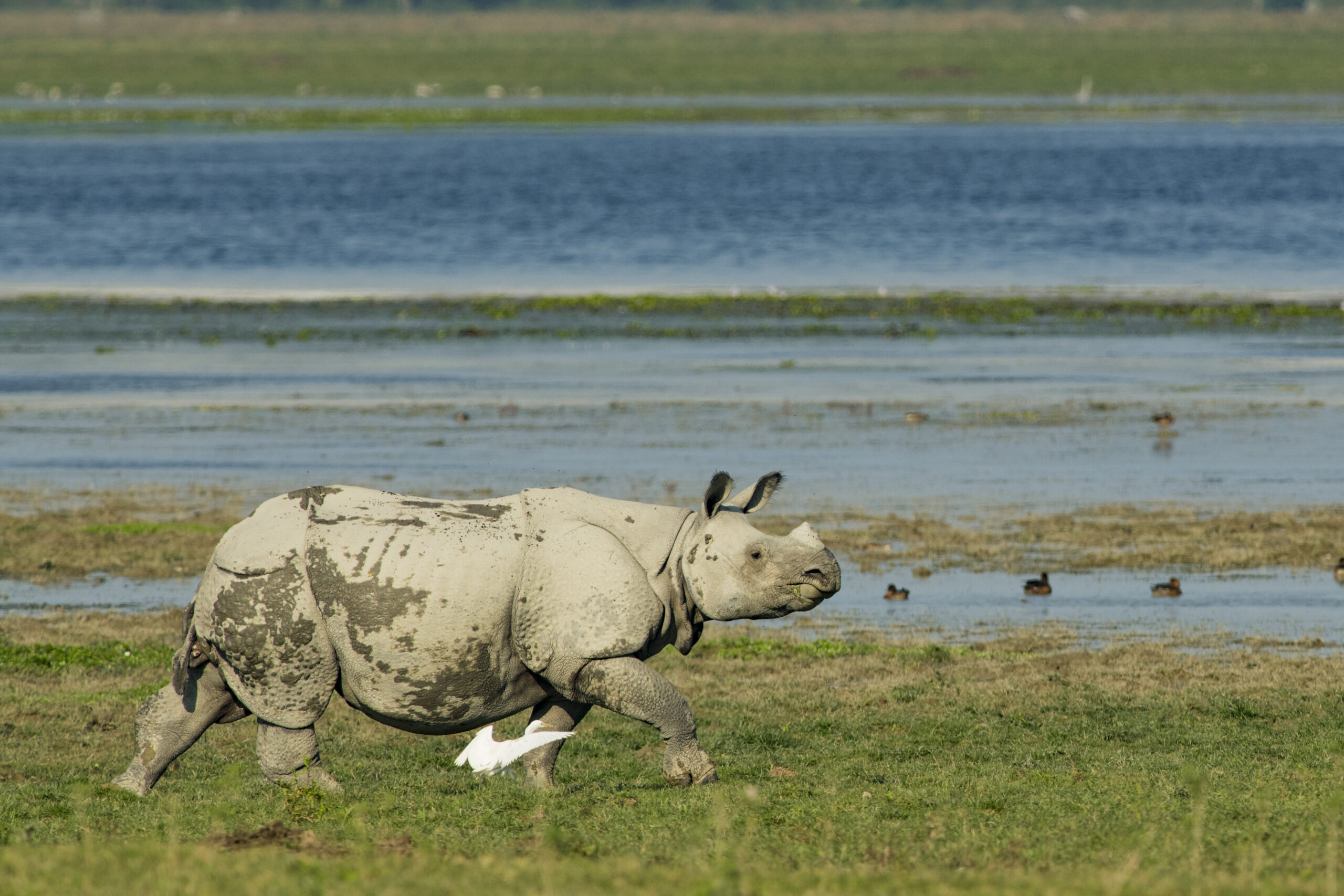 India’s Big Five Safari gallery image 2